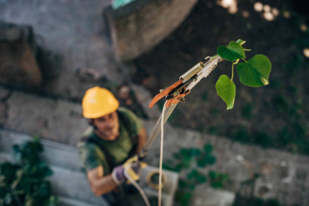 Best Fruit Tree Pruning  in Rosita, TX